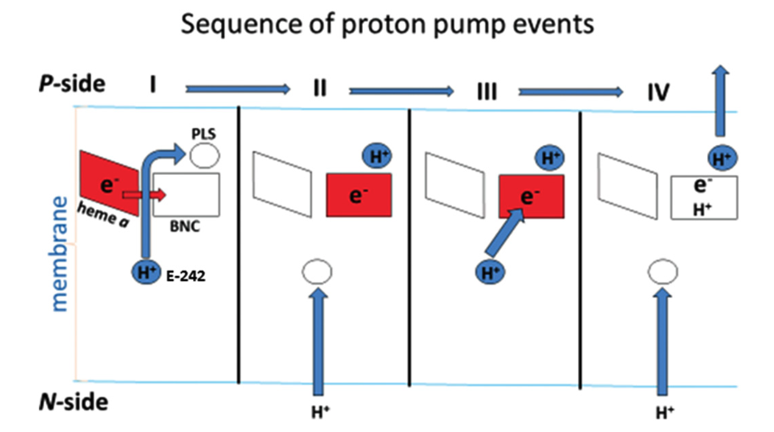 Charge-compensation mechanism of proton pumping in complex IV.