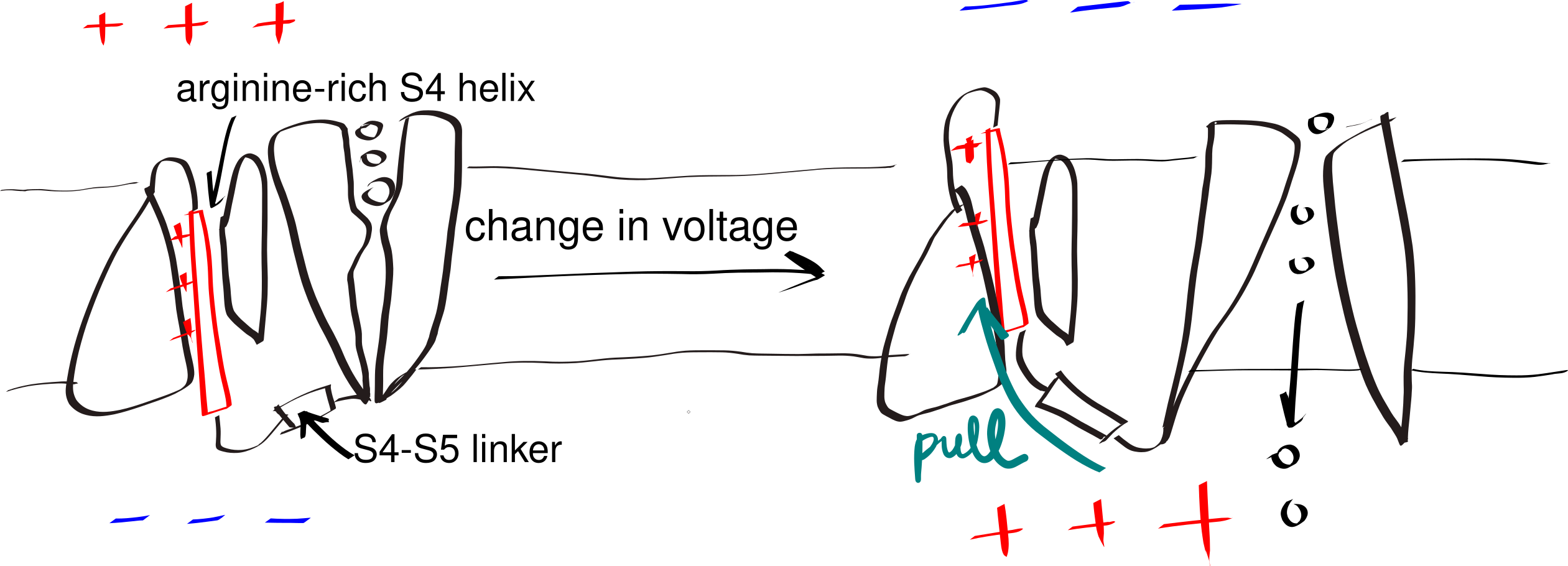 The gating mechanism of voltage-gated potassium channel. The S4 helix (red) is arginine-rich and thus positively charged. A linker connects S4 and S5 helix, the latter being a part of the pore domain. In resting state, the interior (bottom) of the cell is negatively charged relative to the exterior (top). A change in voltage causes the S4 helix to move upwards due to electrostatic force, and it pulls the gate open via the S4-S5 linker.