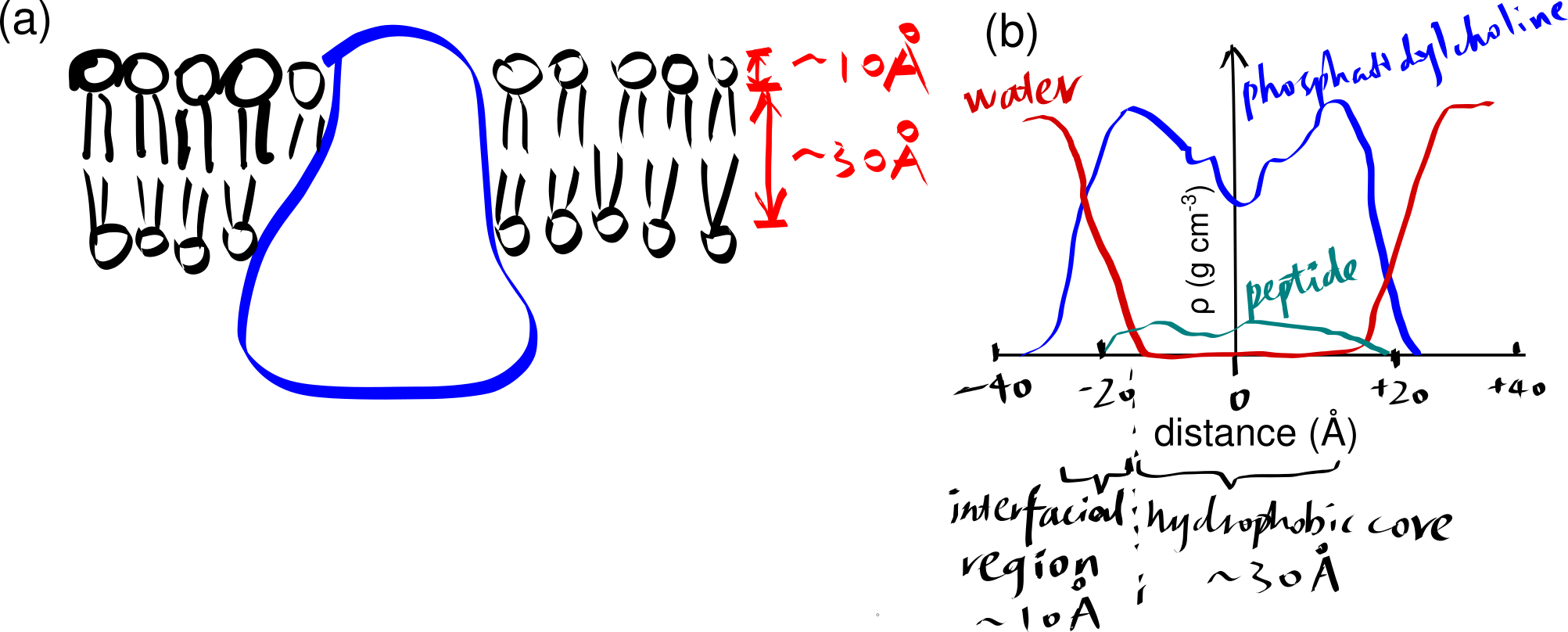 (a) a schematic showing a integral protein embedded within a biomembrane. (b)