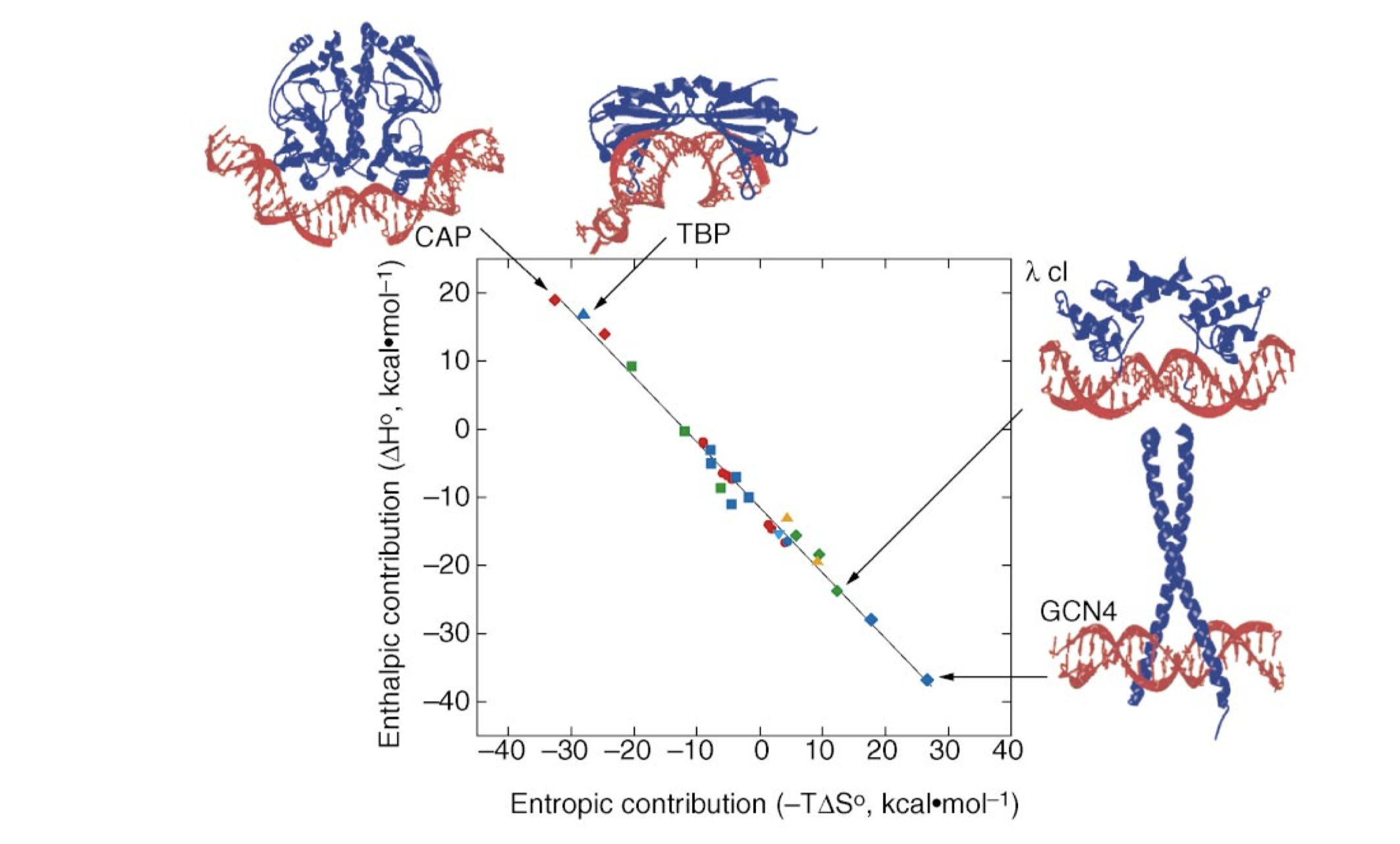 The relative enthalphic and entropic contributions to binding free energy (\(\Delta G_\text{free}\)) of a few site-specific DNA-binding proteins with similar \(\Delta G_\text{free}\) (about -11.7 kcal/mol). Taken from Jen-Jacobson, Engler, and Jacobson (2000)