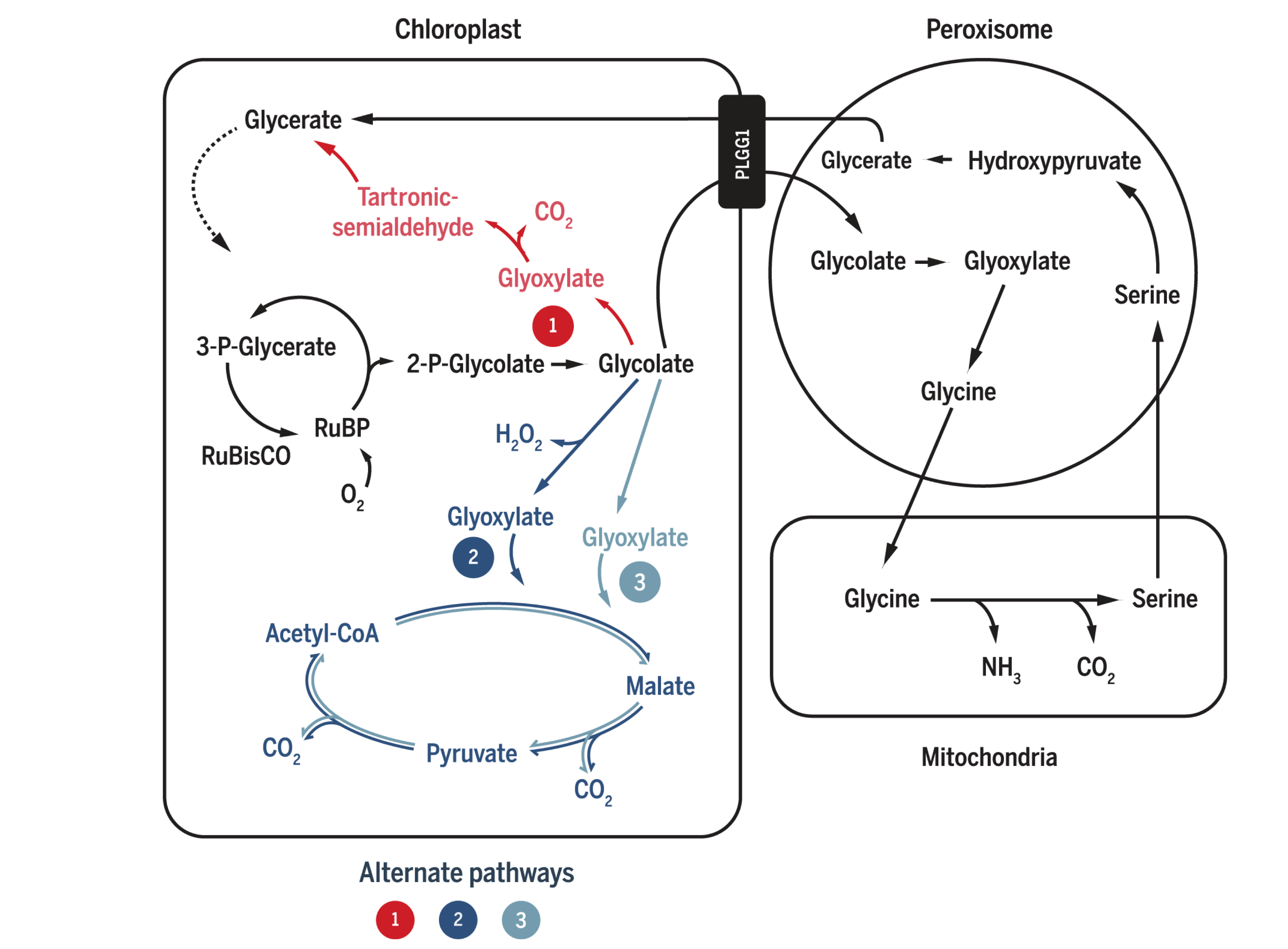 South's (2019) three photorespiratory bypass constructs. AP1: five bacterial genes encoding glycolate dehydrogenase (GDH), glyoxylate carboligase and tartronic semialdehyde reductase (same as Kebeish (2007)); AP2: glycolate oxidase (GOX), malate synthase and catalase (CAT) (same as Maier (2012)); AP3: same as AP2, except that GOX+CAT is replaced by GDH.