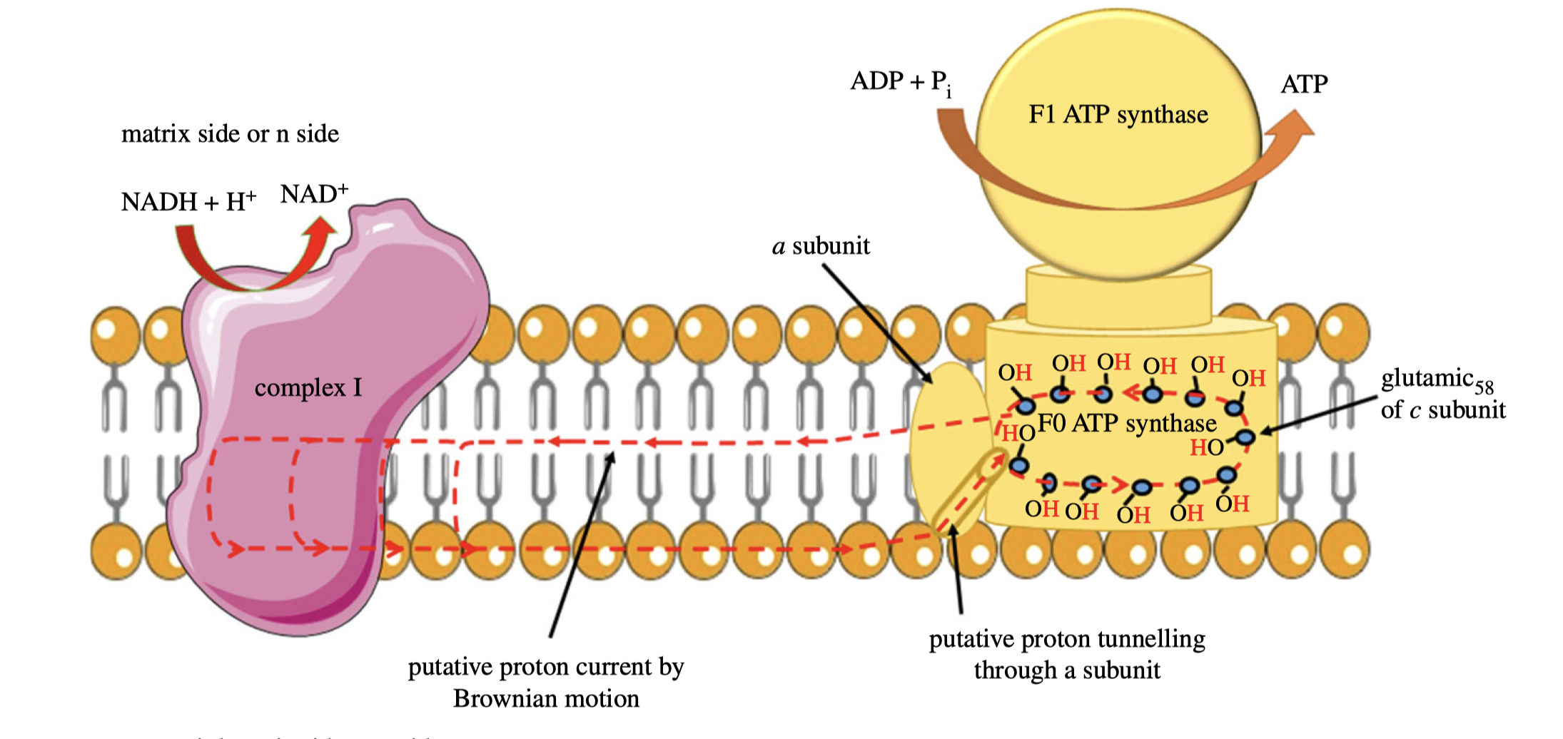 A possible lateral proton circuit suggested by Morelli (2019). Protons are only pumped from the middle to the P side, then trasferred through the hydrophilic heads of phospholipids to ATP synthase. After a complete turn in ATP synthase, protons move back through channelling in the middle of the membrane to complex I, but not to the N side